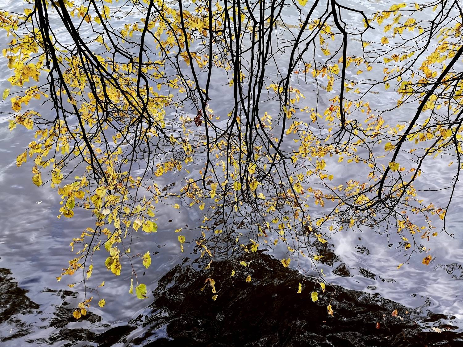 , Антон Лаба