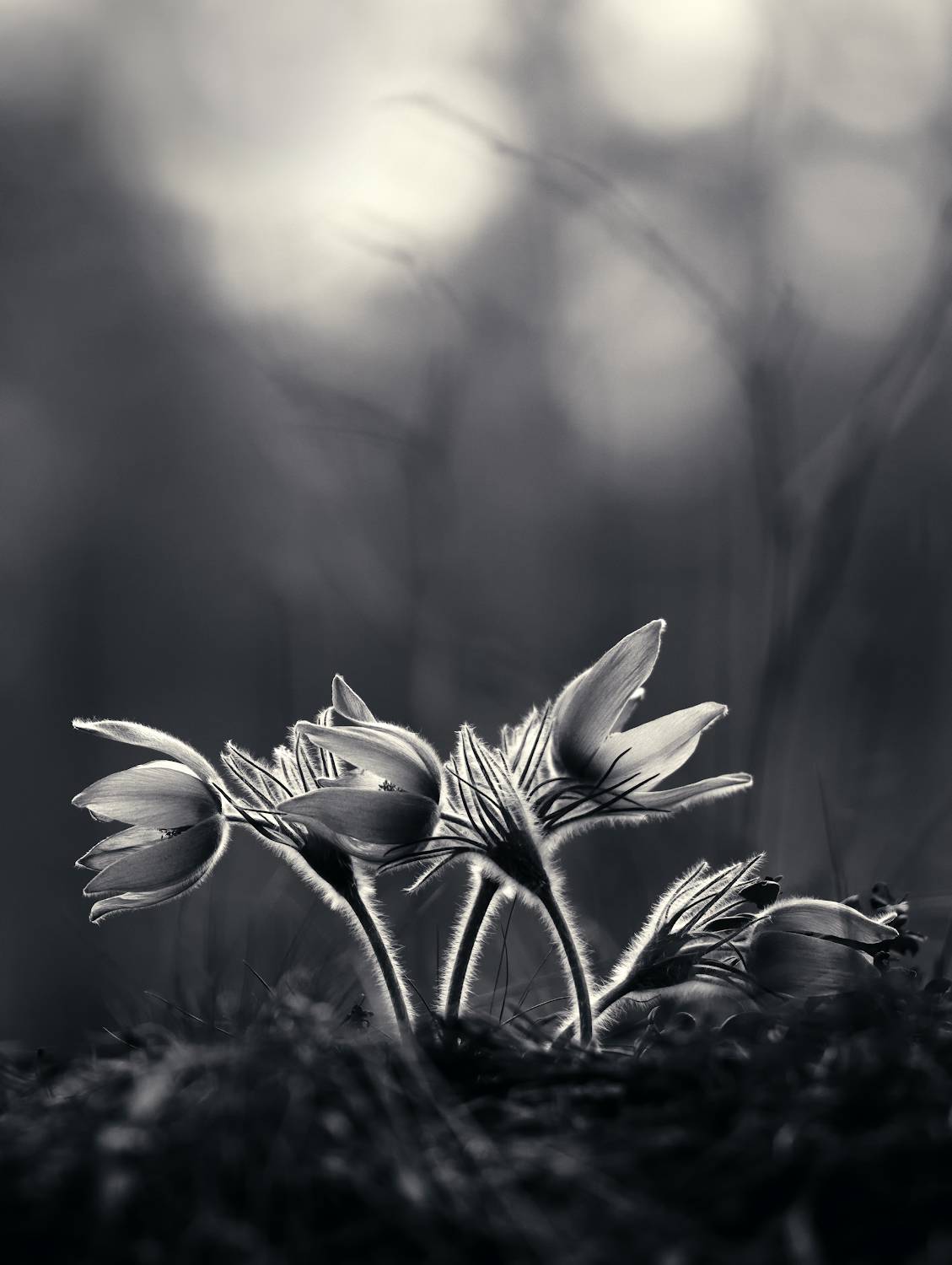 , Алексей Лобанов