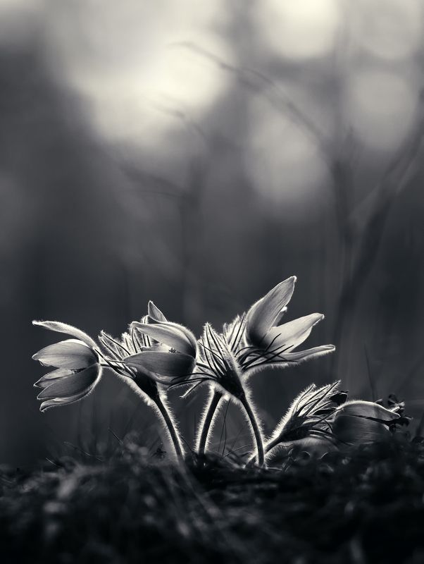 Сон. Сон-трава фото превью