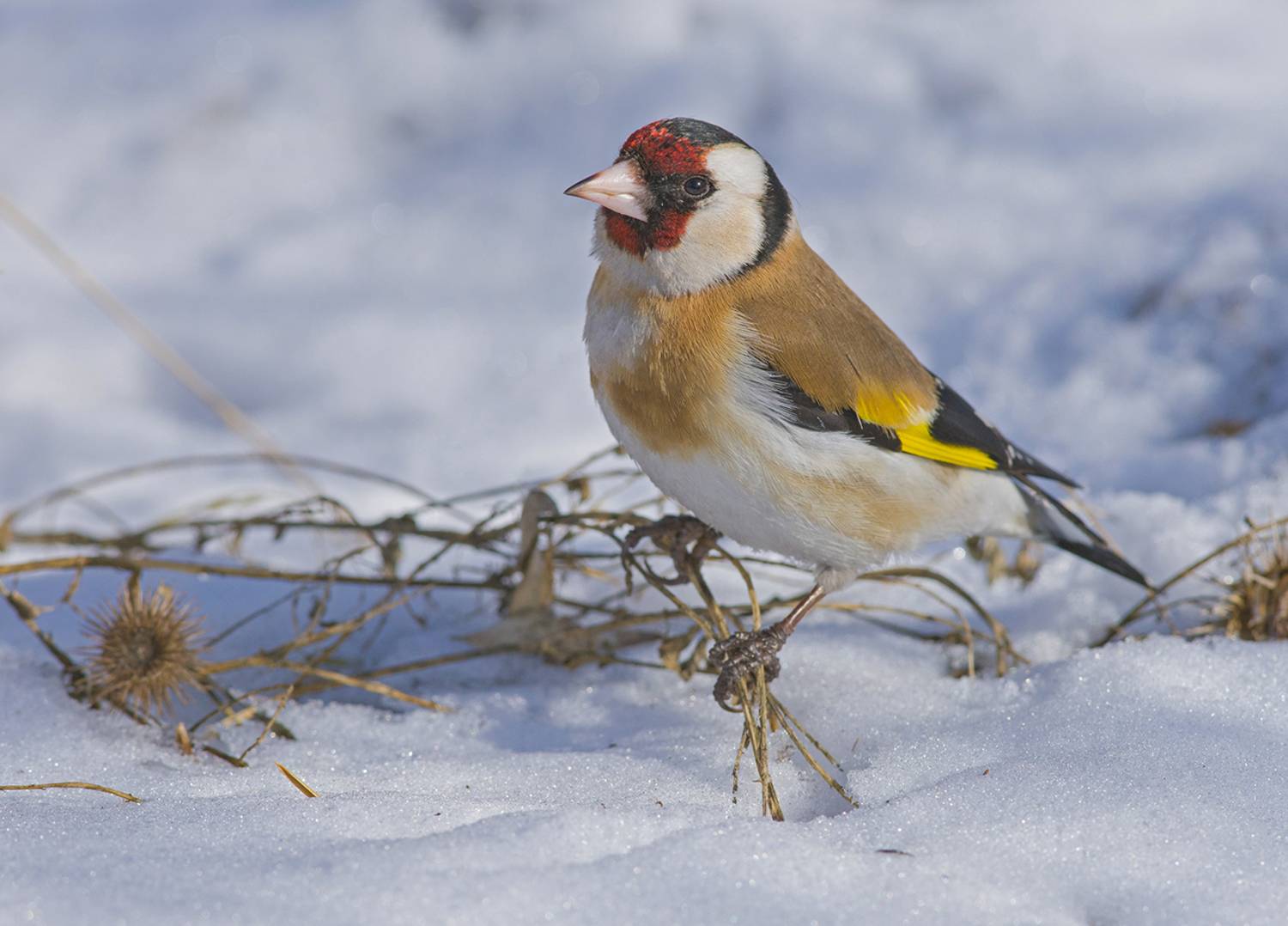 щегол,самка,снег,март, Иван