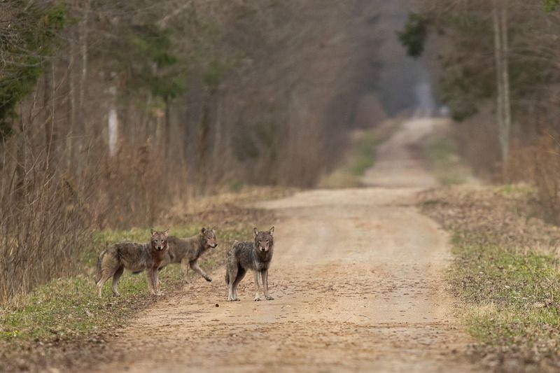 ssaki,wilki,wataha,las,droga,przyroda,dzika natura,fauna Wilki na leśnej drodze  фото превью