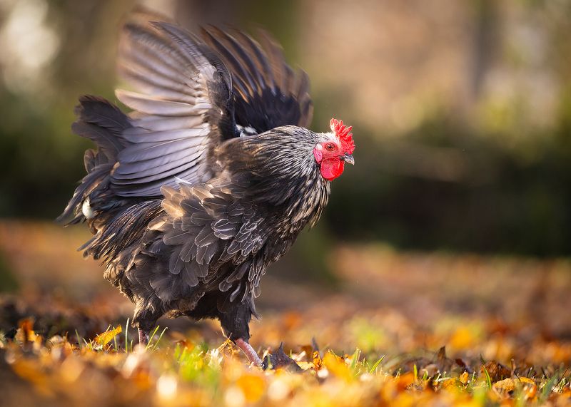 Cock фото превью