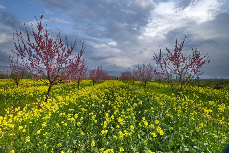 Цветение персика… Кубодиен. Хатлон. Таджикистан фото превью