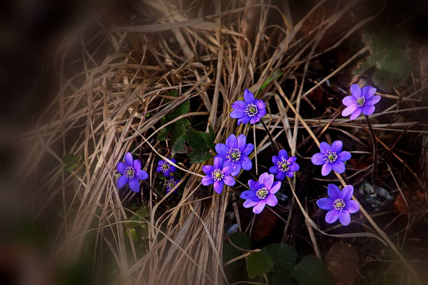 , Николаев Владимир