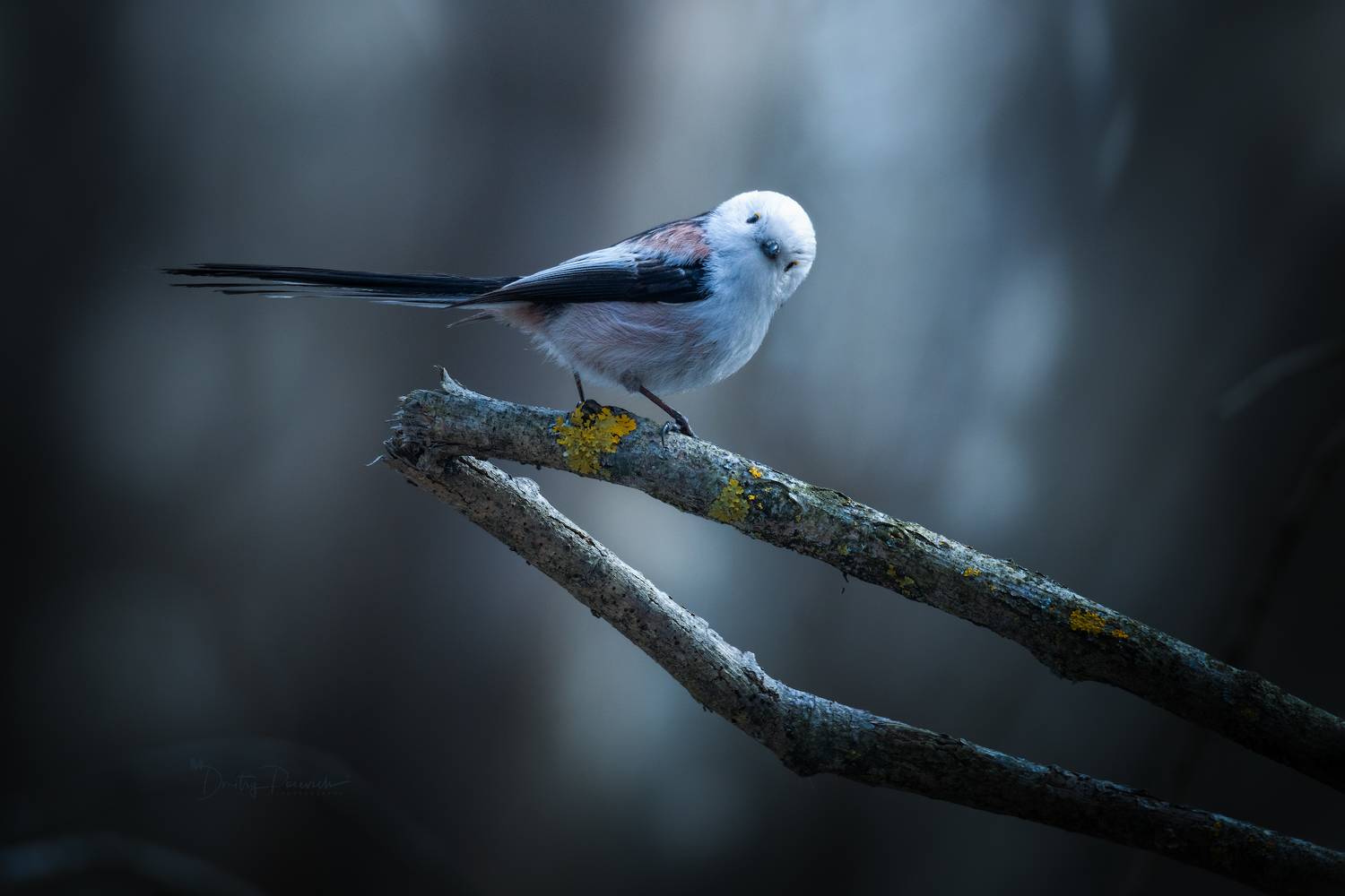 природа, лес, поля, огороды, животные, птицы, макро, Посевич Дмитрий