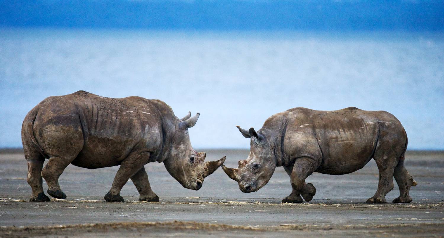 , Гудков Андрей