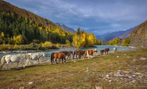 Прогулка у реки