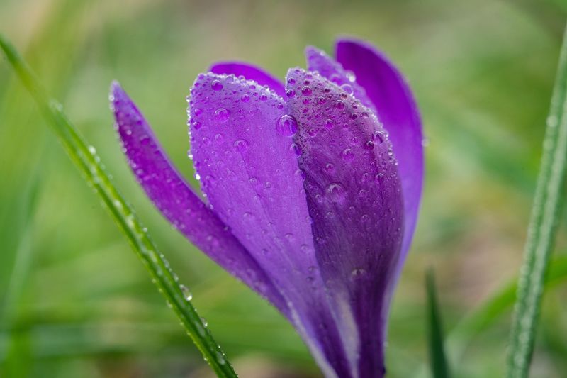 Боспорские крокусы. фото превью