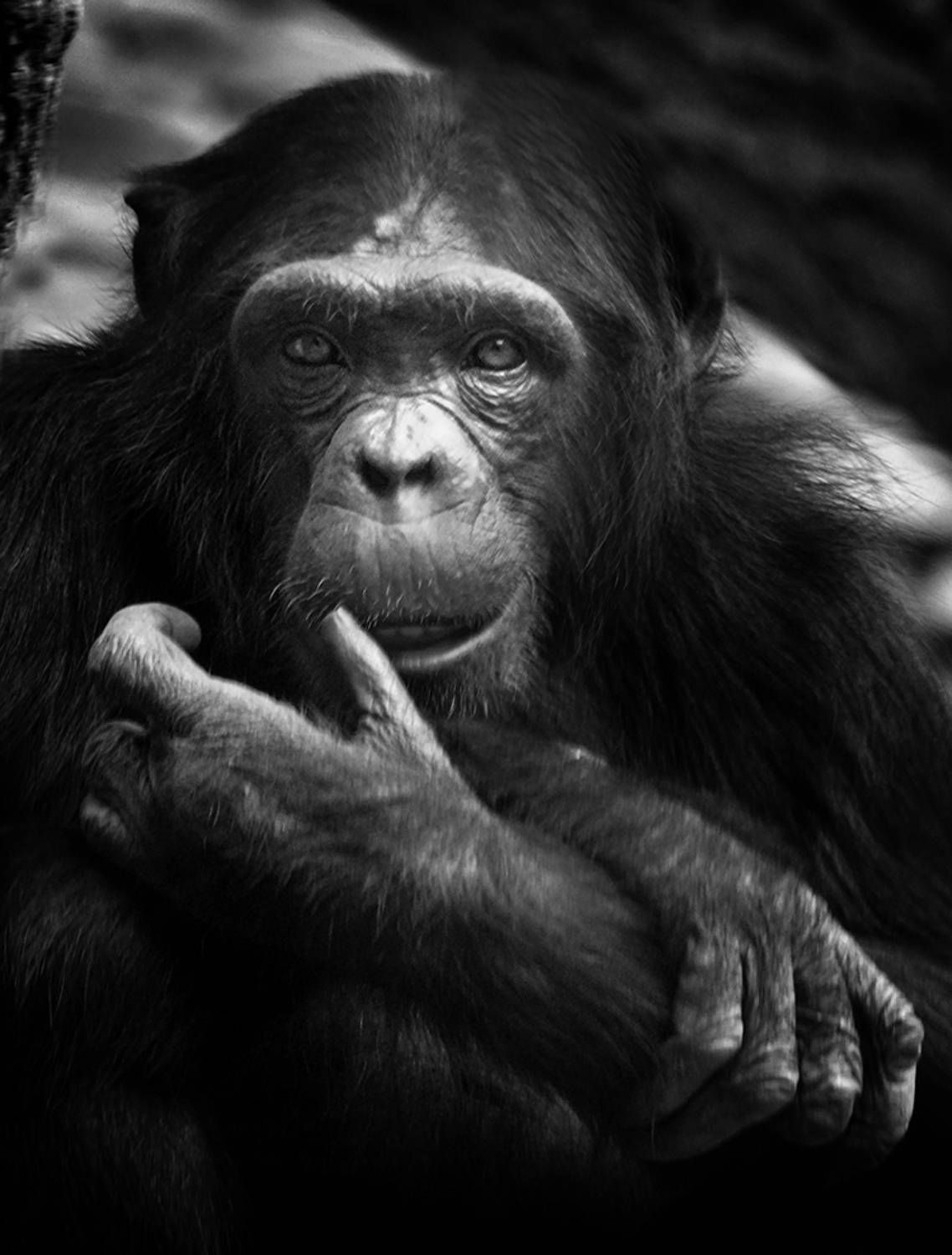 , Алексей Родак