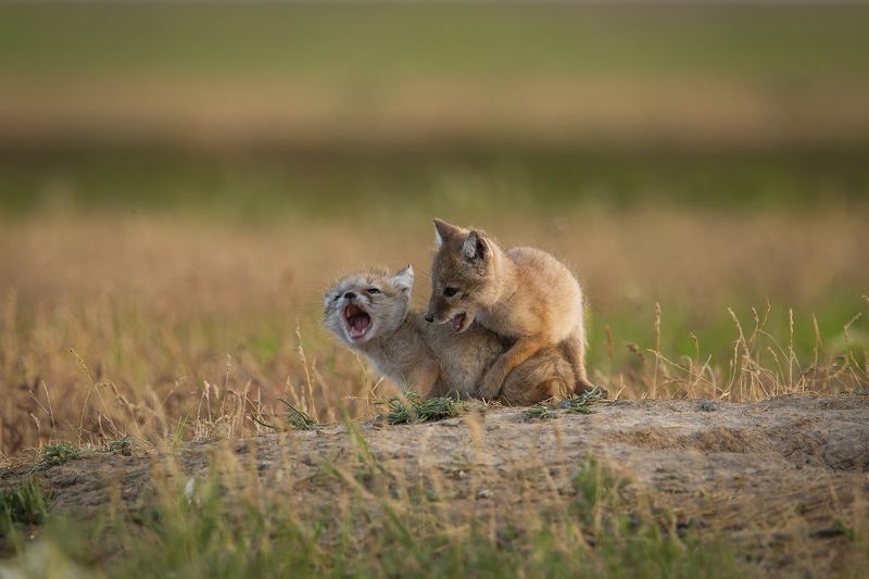 Степные лисята, корсачата, корсак Игры фото превью