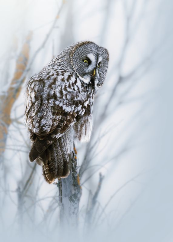 Бородатая неясыть фото превью