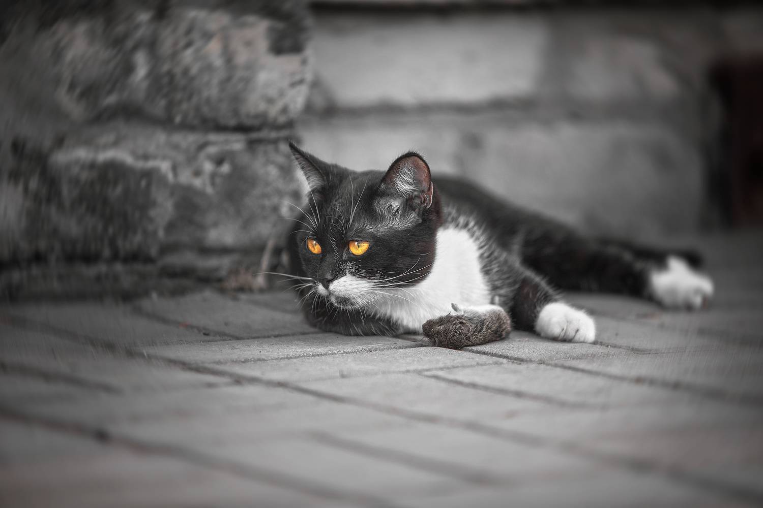 , Алексей Бондаренко