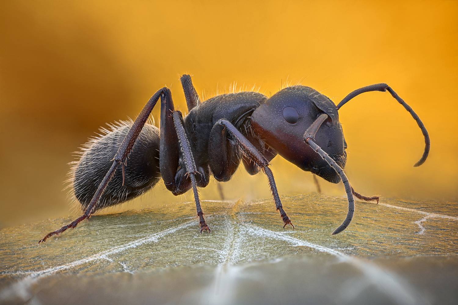 ceclii, macro, Цветан Ганев