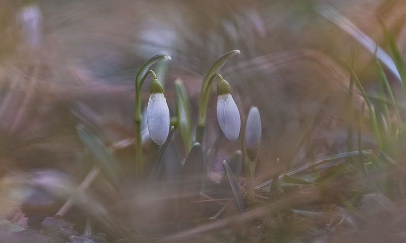 Мартовские подснежники фото превью