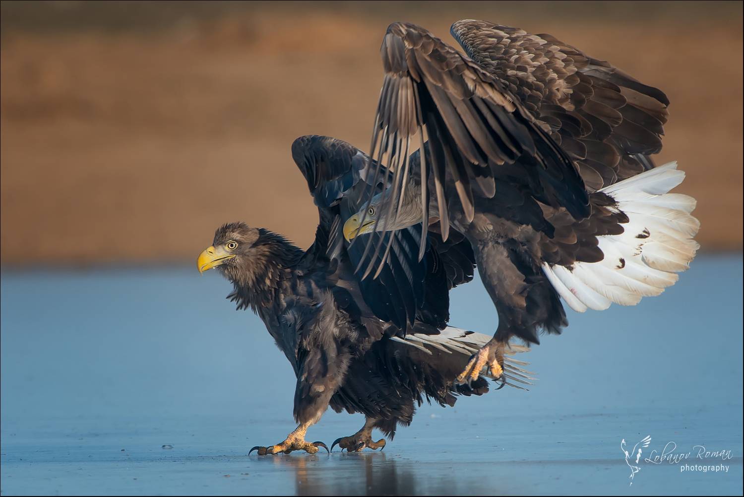 , Лобанов Роман