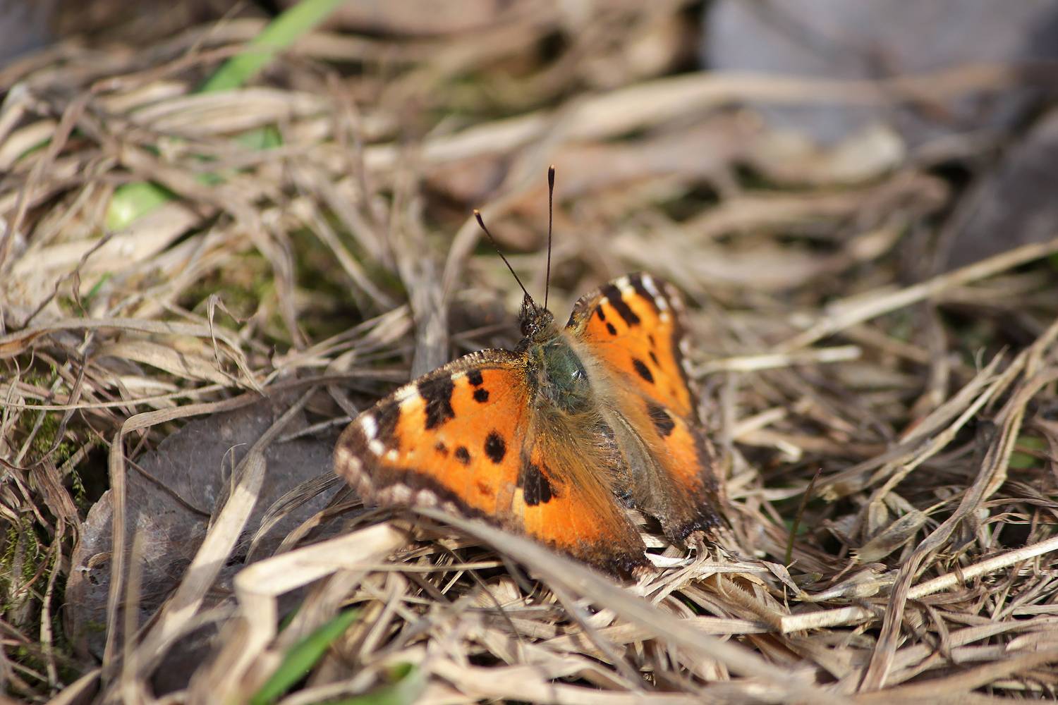 бабочка, многоцветница, nymphalis polychloros, КарОл