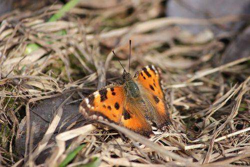 Многоцветница (Nymphalis polychloros)
