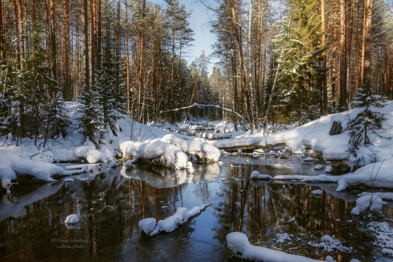 талица, река, весна, снег, вода, паводок, половодье, лес, тайга, отражение Весенний паводок фото превью