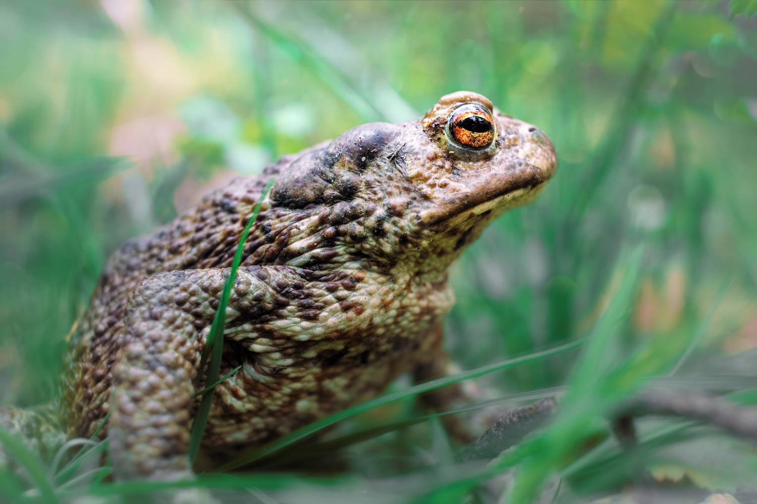 лягушка, Валерий Вождаев