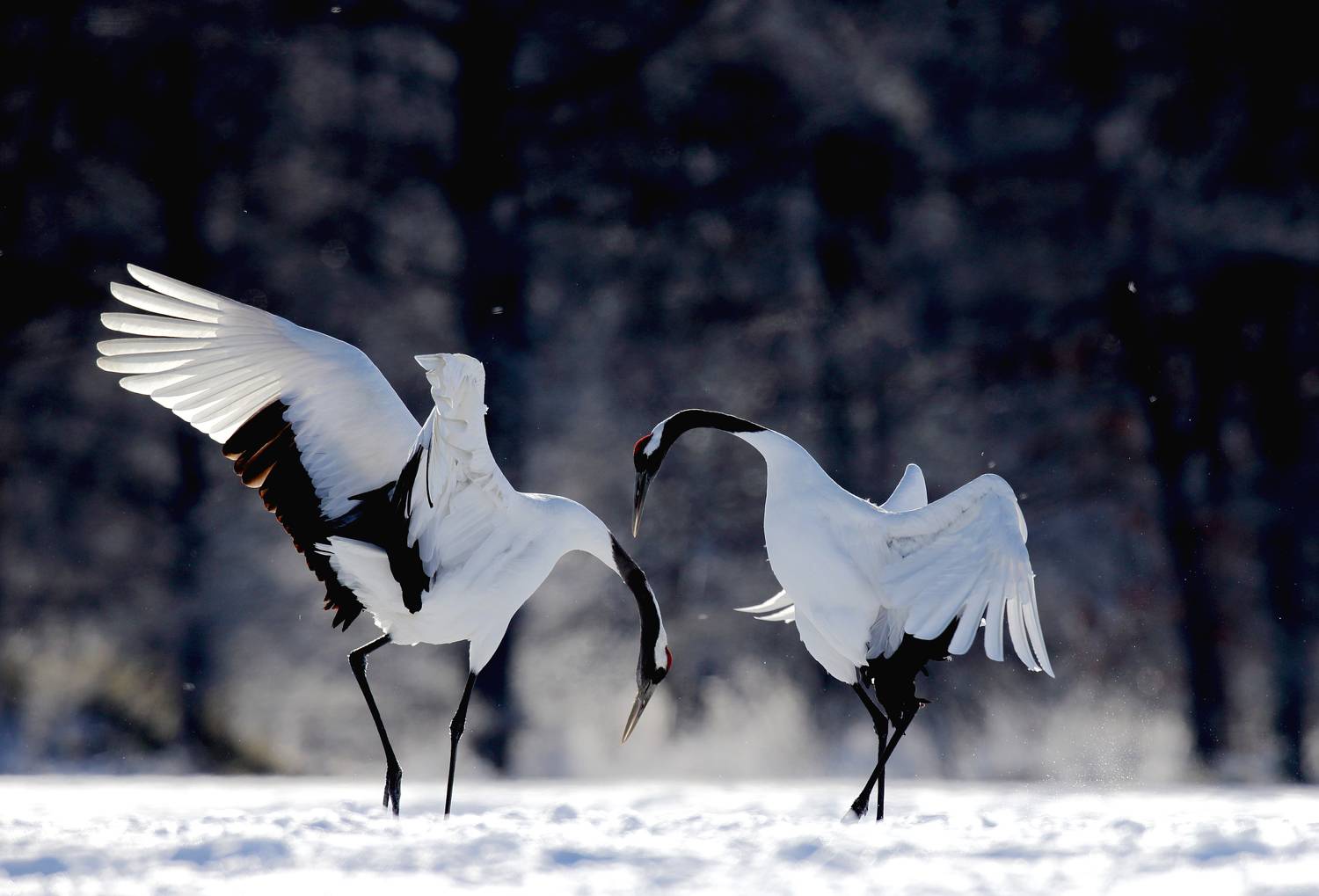 , Гудков Андрей