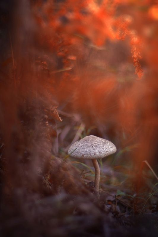 mushroom,dark,light,bokeh,nature, Mushroom фото превью