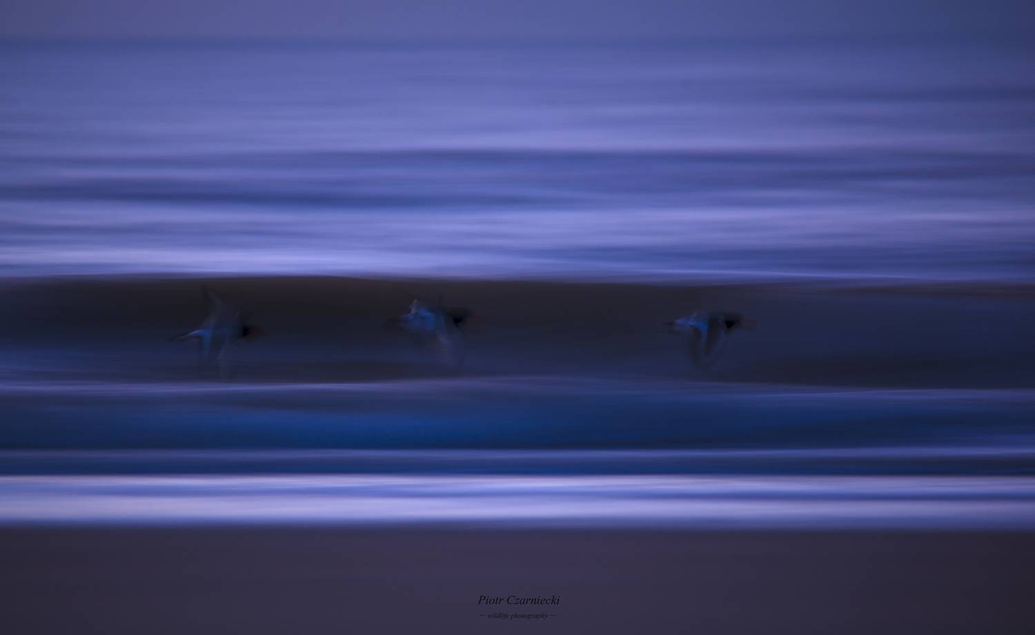 gonitwa, ostrygojad,ptaki,borze, fale, fotografia przyrodnicza, natura, , PIOTR CZARNIECKI