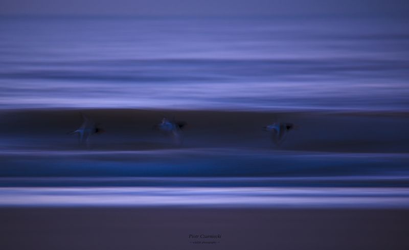 gonitwa, ostrygojad,ptaki,borze, fale, fotografia przyrodnicza, natura,  race... фото превью