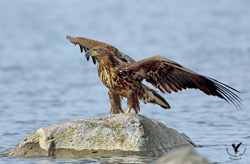 орлан белохвост. Посадку совершил. фото превью