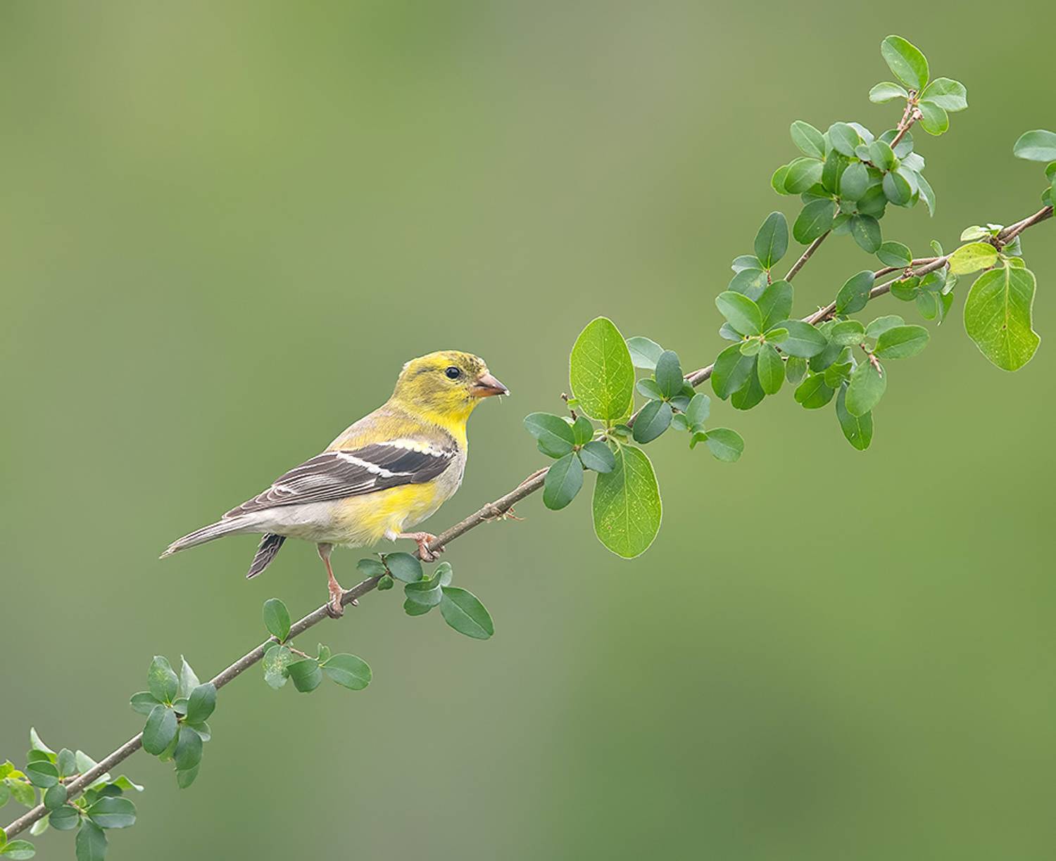 american goldfinch, американский чиж, чиж, весна, Etkind Elizabeth