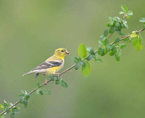 American Goldfinch - Американский чиж