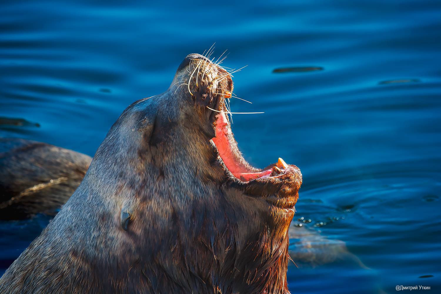 сивуч, морские млекопитающие, Дмитрий Уткин