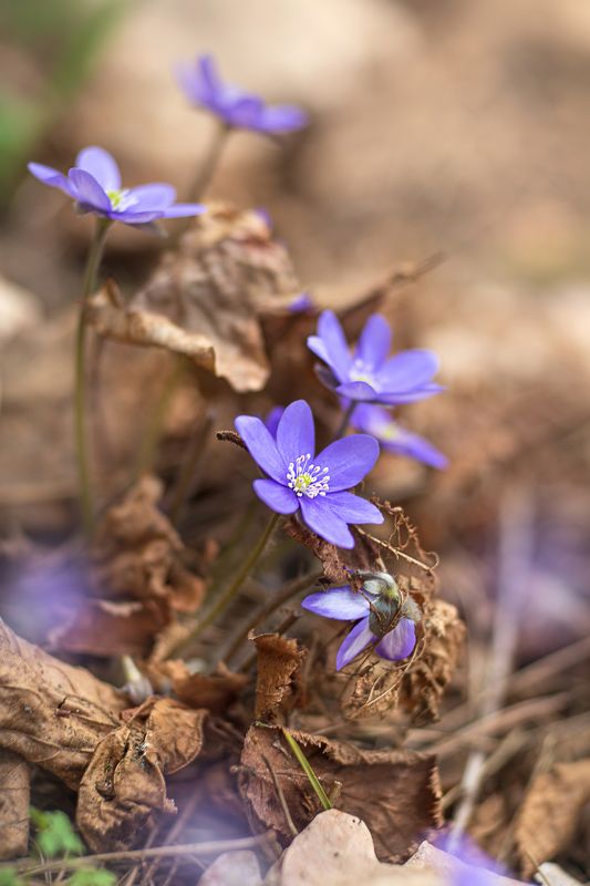 вероника,лесные цветы,прошлогодние листья,рождение весны,ирина горюкина,беларусь Просыпайся,весна! фото превью