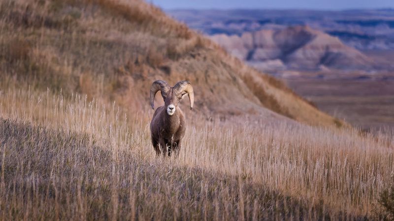За двумя зайцами фото превью
