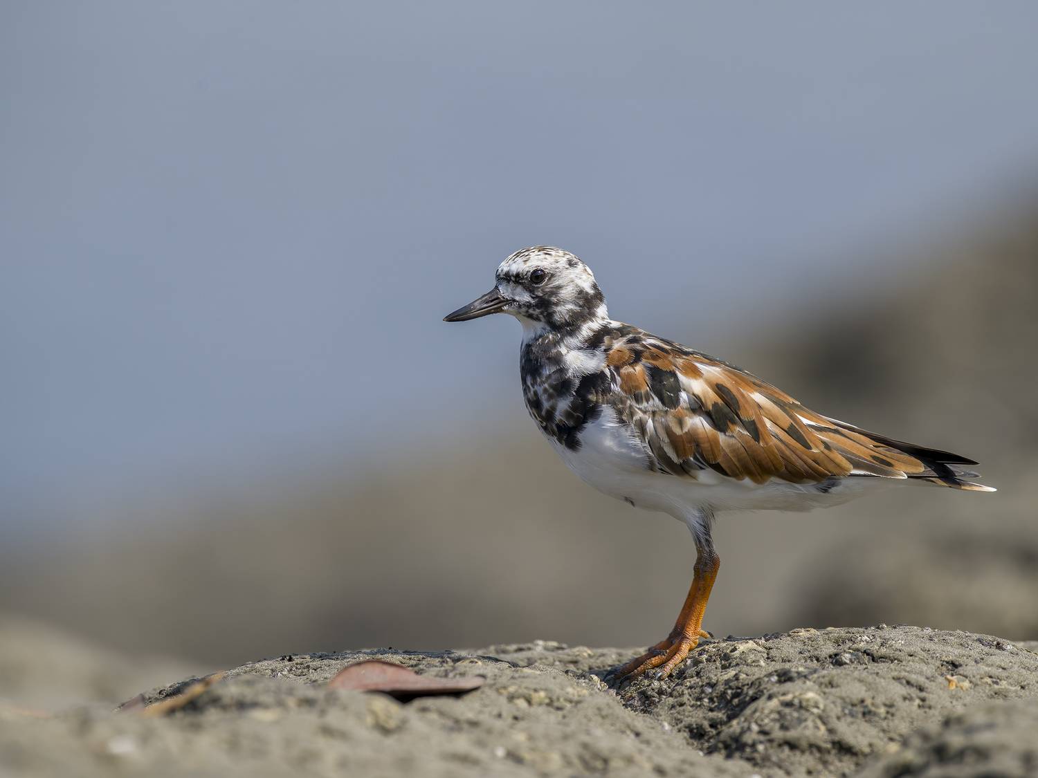 , Burgalin Sequeira Fernando