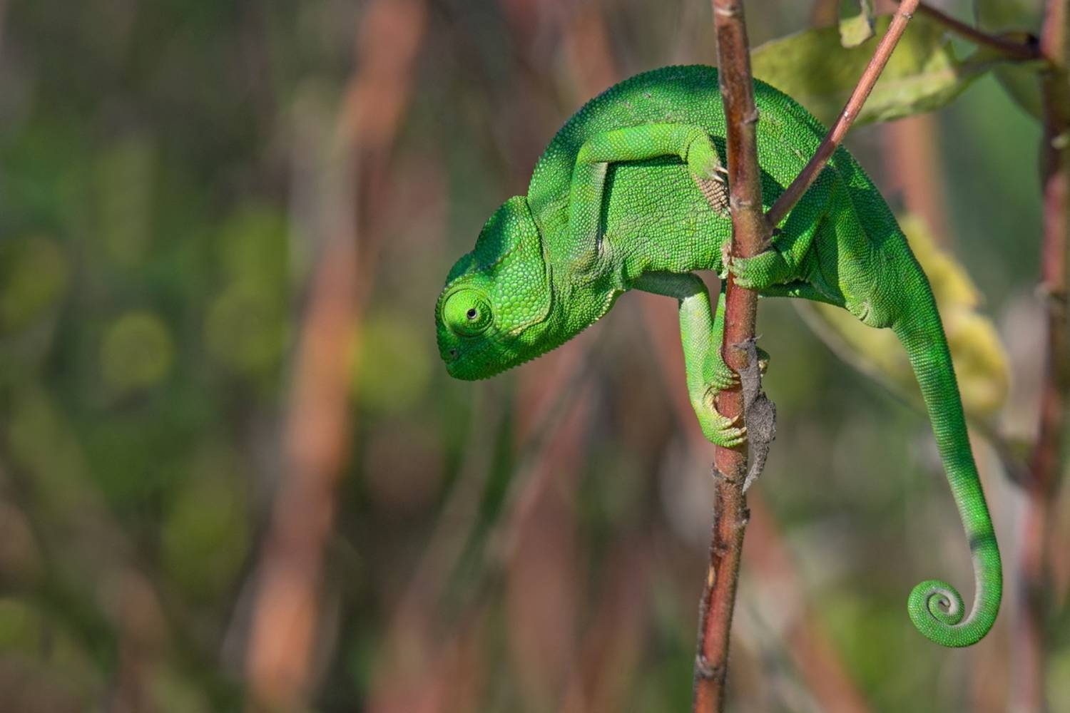 , Людмила Бекман