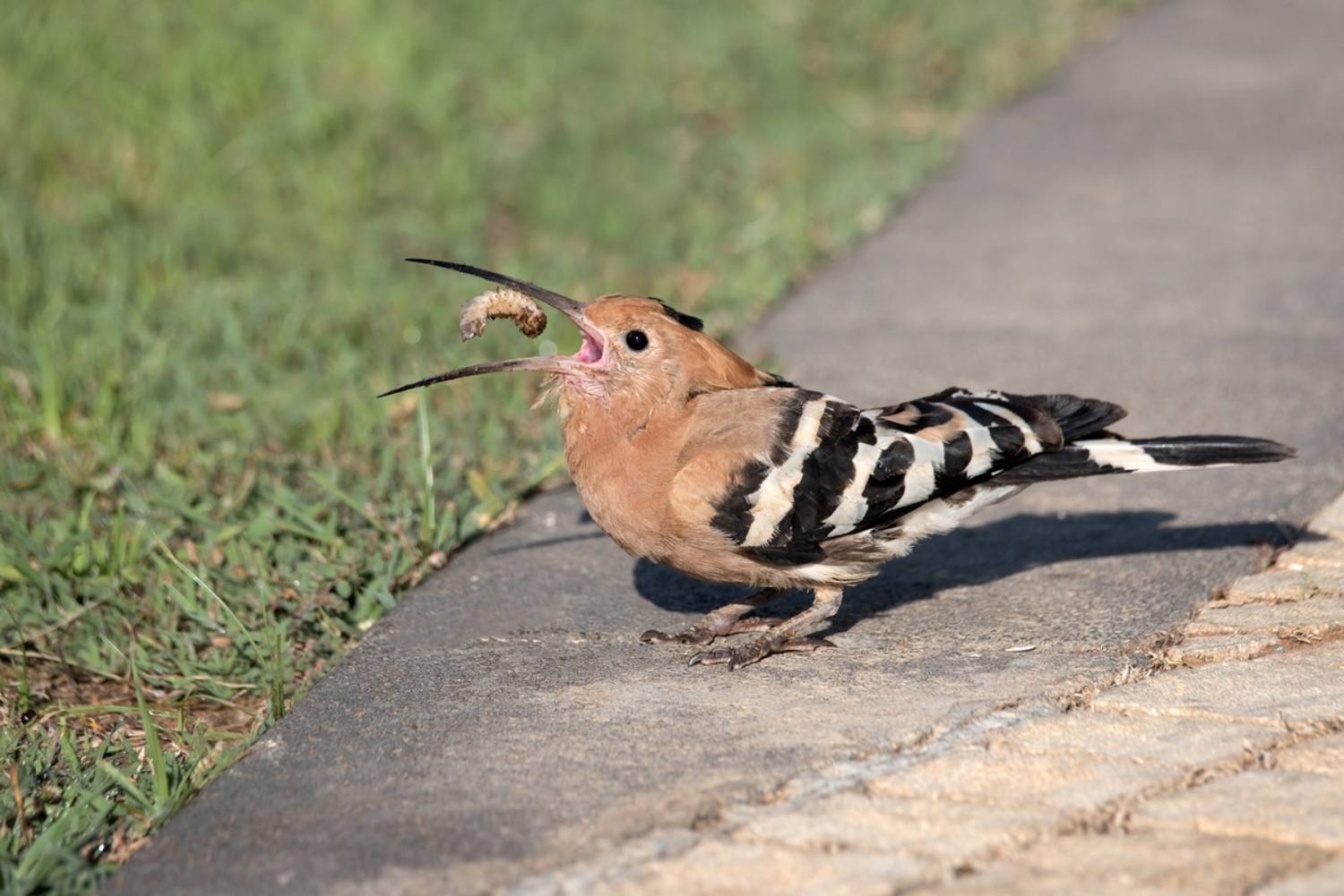 , Людмила Бекман