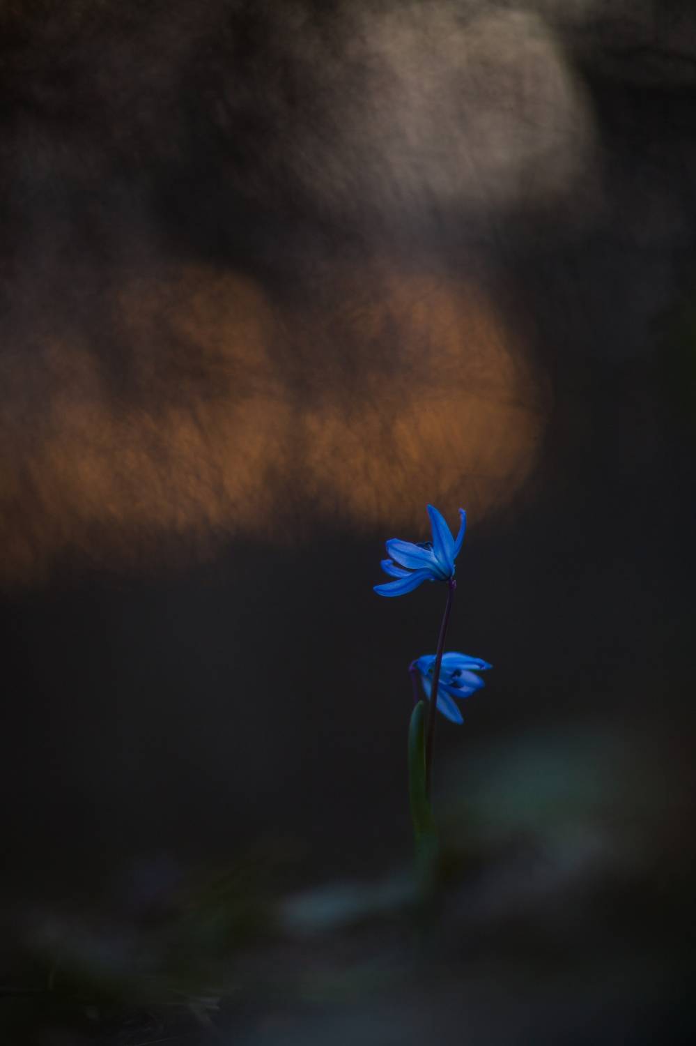 , Викулов Николай