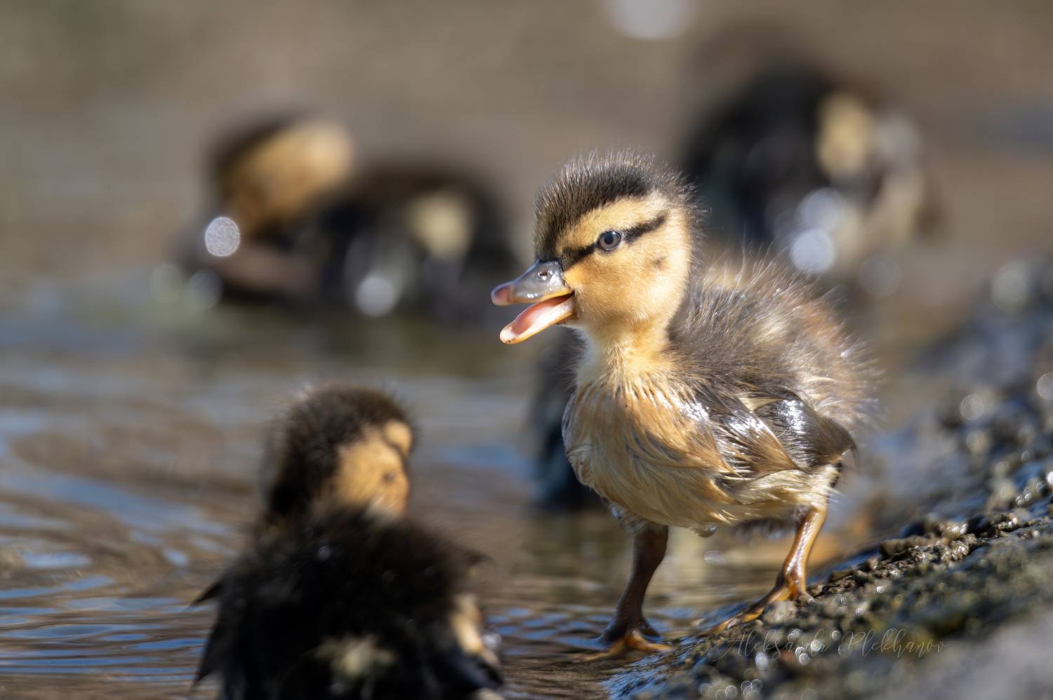 утиные, истории, Плеханов Александр