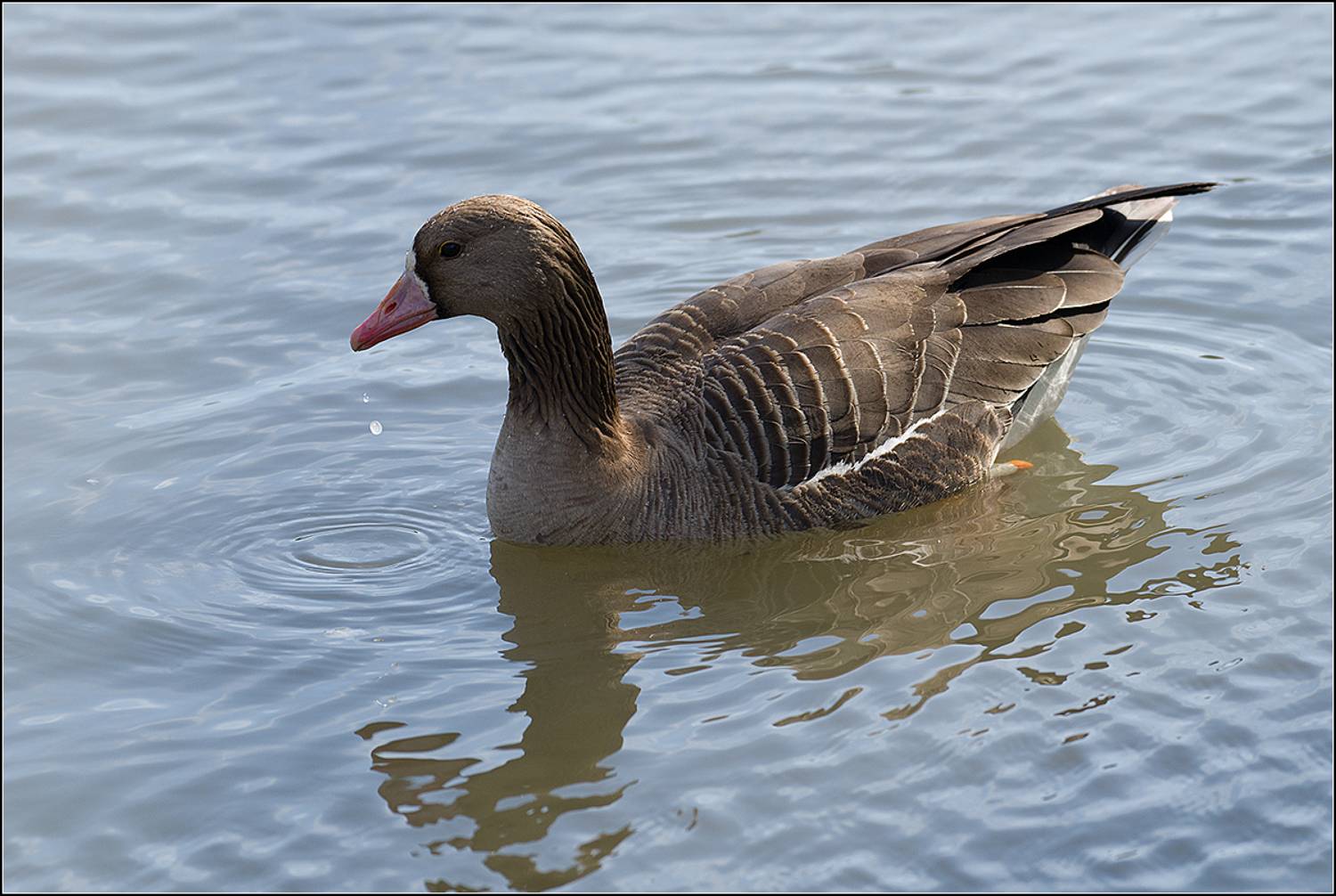 москва, март, парк, птица, АНАТОЛИЙ ДОВЫДЕНКО