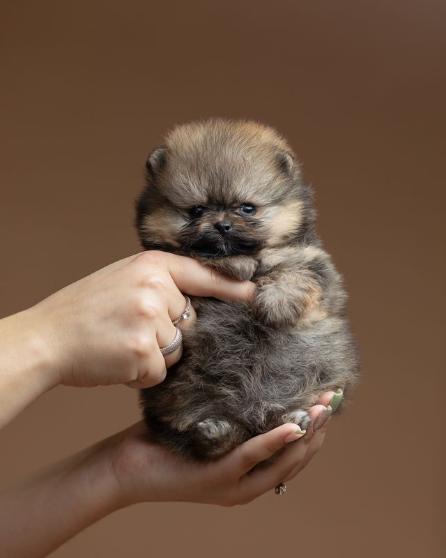 шпиц, щенок, собака Малыши шпицы фото превью