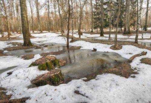 И даже пень в апрельский день