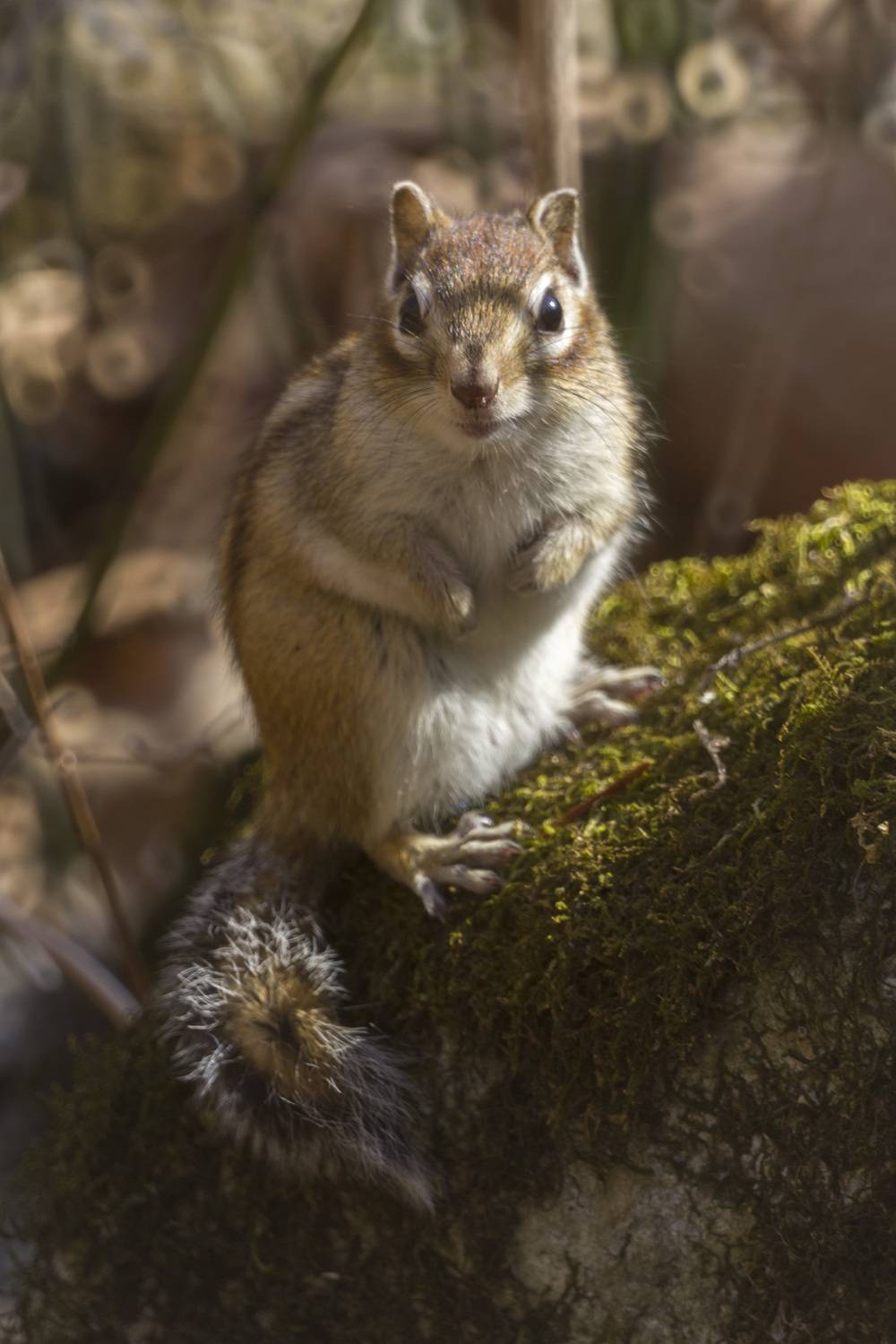 Бурундук, грызун, лес, ALEKSANDR KUZNETSOV