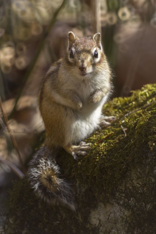 Бурундук, грызун, лес  фото превью