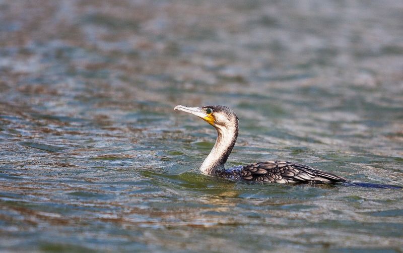 Баклан Баклан фото превью