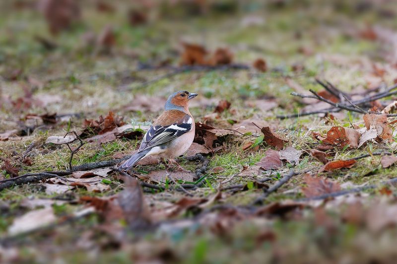 Маскировка фото превью