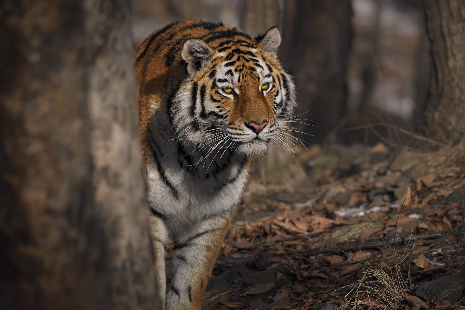 тигр, большие кошки, сафари, Андрей