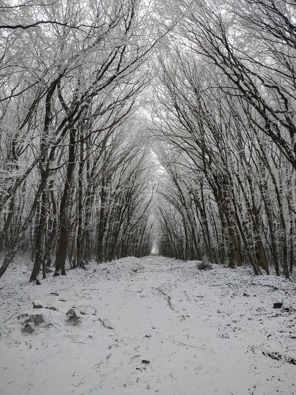 Снег, зима , деревья., Виталий Маслов