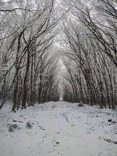 Зима в лесу