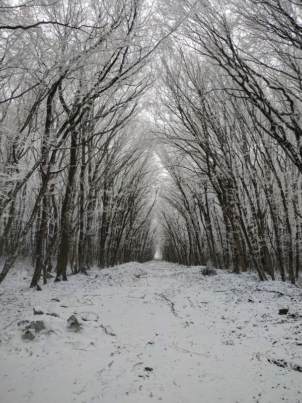 Снег, зима , деревья. Зима в лесу фото превью