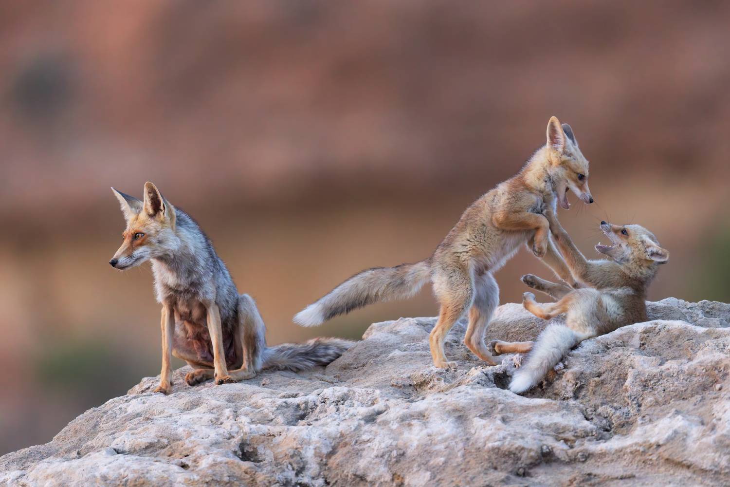 , Фруман Евгений